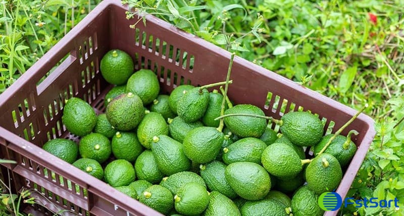 images/1693555669910avocado africa sorting grading line.jpg